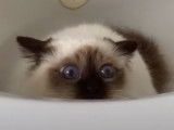 Ce Sacré de Birmanie joue dans la baignoire