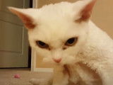Ce Devon Rex miaule avec insistance