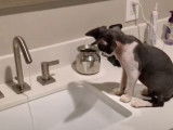 Boire au robinet est amusant pour ce Devon Rex