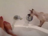 Ce Devon Rex s'installe aux abords de la baignoire
