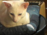 Une sieste pour un chat Foreign White