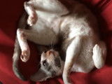 Ce Cornish Rex est très mignon