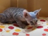 Un timide chaton Devon Rex