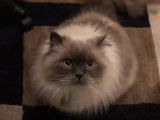 Ce chat Himalayen miaule