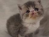 Chaton Exotic Shorthair de 6 semaines