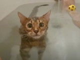 Insolite : un Bengal qui prend un bain !