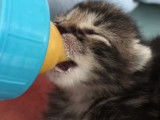 Des agents municipaux qui recueillent un chaton