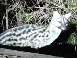Un chat Genetta qui se balade la nuit