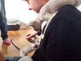 Cette fratrie de Devon Rex s'amuse et saute partout
