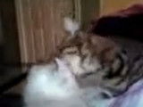 Une toilette mutuelle pour ces chatons Highlander