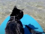 Un cours de surf pour ce chat Européen
