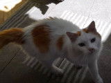 Le quotidien de ce chat Anatoli