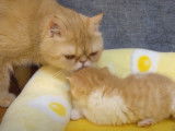 Une maman Exotic Shorthair qui toilette son petit