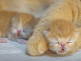 Un moment de complicité entre une maman Exotic Shorthair et ses chatons