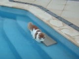 La piscine intrigue ce chat Anatoli