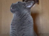 Des petits miaulements pour ce chaton British Shorthair