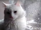 Ce chat Anatoli est intrigué par de la neige