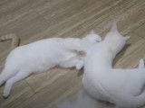 Deux chats Anatoli en train de se toiletter