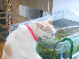 Ce chat Anatoli boit l'eau de l'aquarium