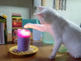 Une bougie intrigue ce chat Anatoli