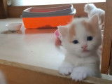 Ce chaton Anatoli est très mignon
