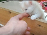 Des caresses pour ce chaton Anatoli