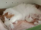 Cette maman chat Anatoli nourrit ses petits
