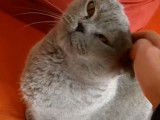 Ce Chat Chartreux veut des câlins