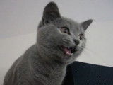 Ce Chartreux miaule