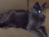 Chat Chartreux qui observe son environnement