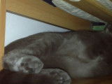 Ce chat Chartreux se fait filmer les pattes