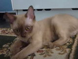 Des miaulements timides pour cet adorable Burmese Americain