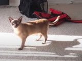Un Burmese Americain miaule de joie