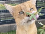Ce chat Chausie renifle une fleur