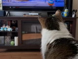Chat passionné par le film Le Grinch