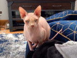 Un chat Donskoy qui miaule
