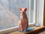 Un chat Donskoy qui prend le soleil