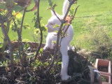 Un chat Foreign White qui mord une plante