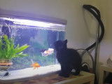 Un chat Chantilly joue avec un aquarium