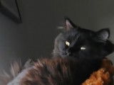 Un chat Chantilly qui se repose