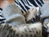 Un chaton Brazilian Shorthair qui dort dans les bras de son maitre