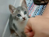 Un chaton Brazilian Shorthair qui tchek son maitre