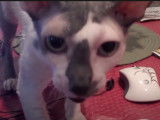 Un chat Cornish Rex qui miaule