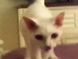 Un félin Devon Rex qui miaule