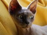 Une balade quotidienne pour ce chat Devon Rex
