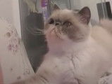 Un moment de tendresse pour cet Exotic Shorthair