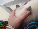 Un Exotic Shorthair qui profite de caresses