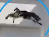 Le phénomène des chats parachutistes