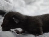 Des premiers pas timides pour ce chaton Elf-Cat