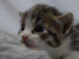 Un chaton Genetta qui découvre son environnement
